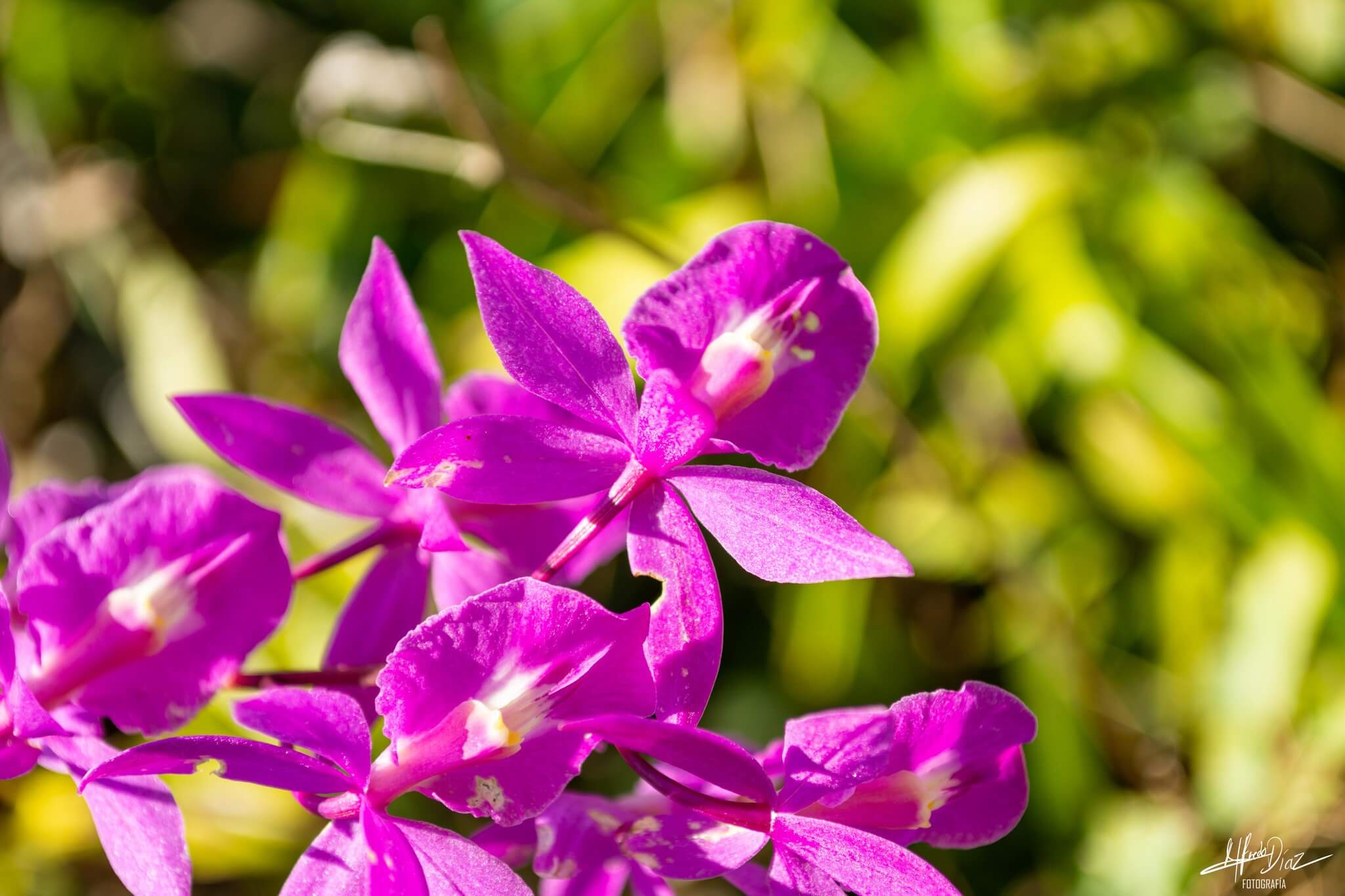 Barkeria scandens